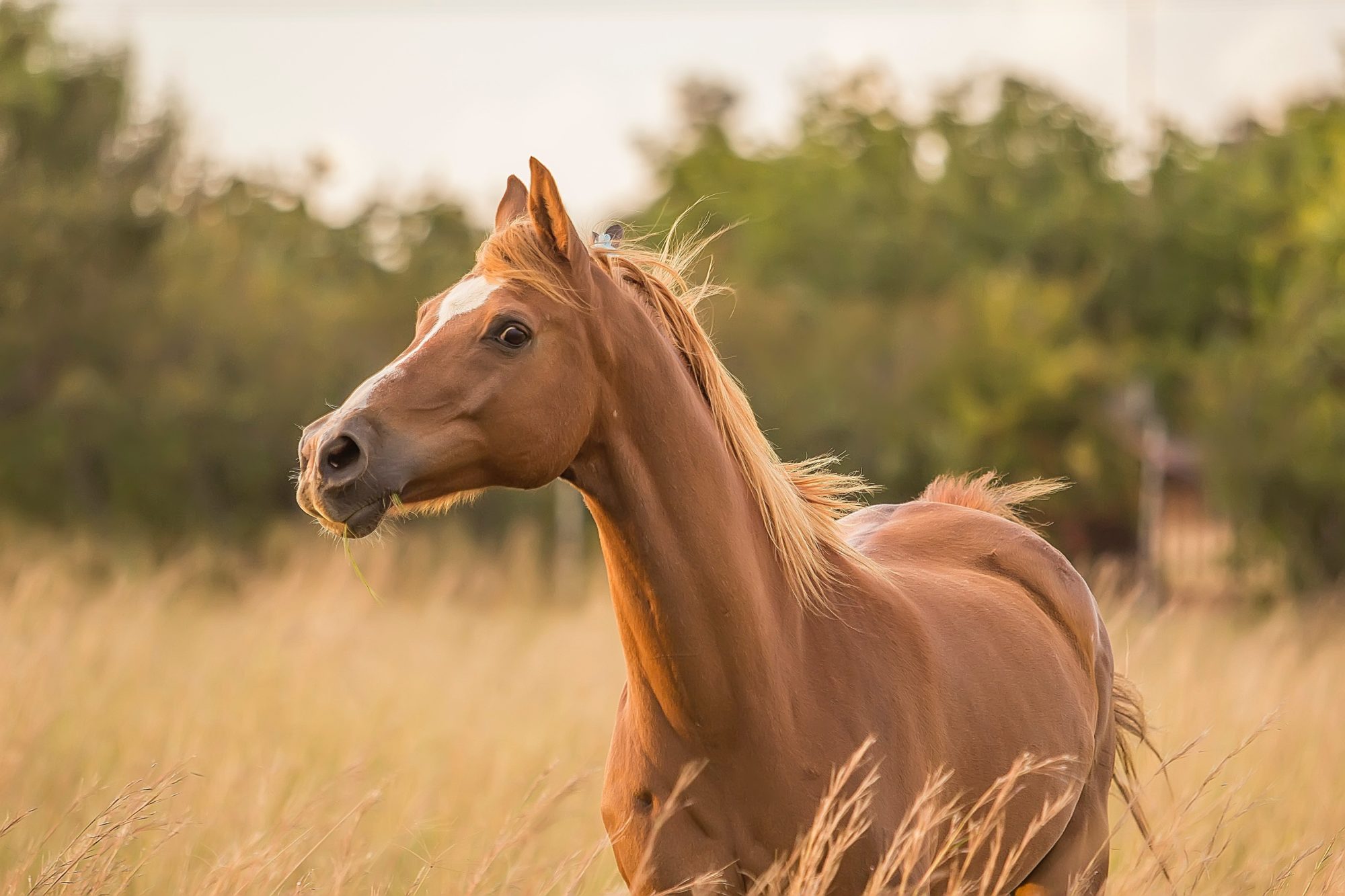 Project-Based Learning for Horse Lovers Thumbnail