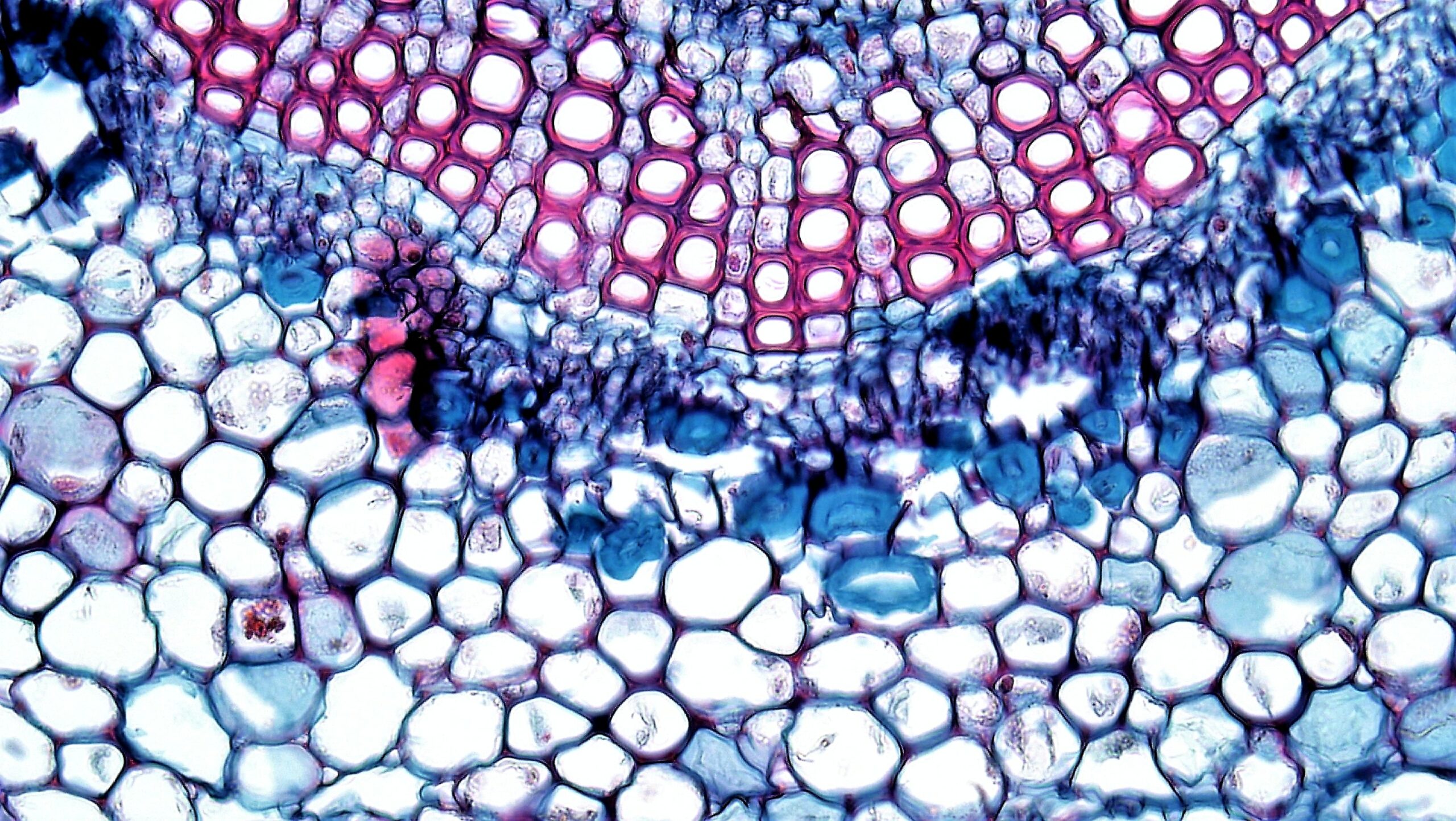 Inside Expeditions: Explore Microscopic Art Thumbnail